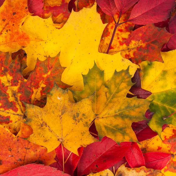 Colorful Bright Background Made Fallen Autumn Leaves Stock Photo