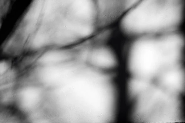 白い壁の上の木の影背景 — ストック写真