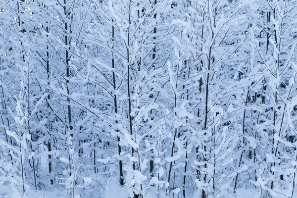 Winter Bomen Achtergrond Winterlandschap Met Bomen — Stockfoto