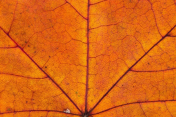 Крупный План Красочной Осенней Текстуры Кленового Листа — стоковое фото