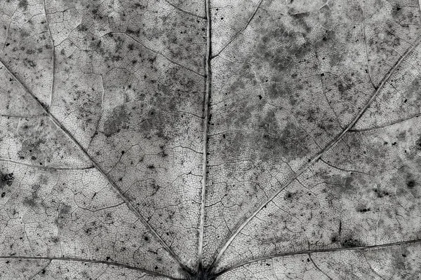 Текстура Темного Осеннего Листа Макроснимок — стоковое фото