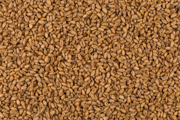 Whole Background Raw Wheat Grain Closeup — Stock Photo, Image