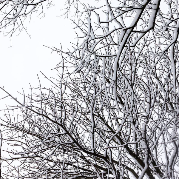 Winter Boom Conceptuele Zwart Wit Foto — Stockfoto