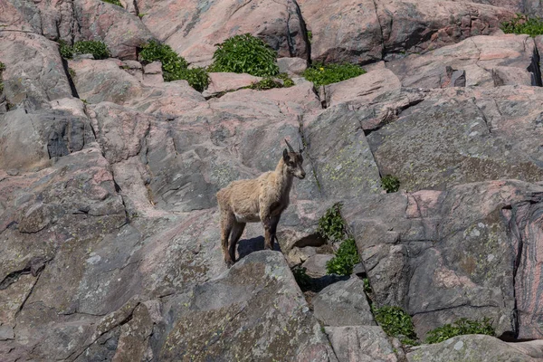コルケアサーリ ヘルシンキ動物園での丘の山ヤギ — ストック写真