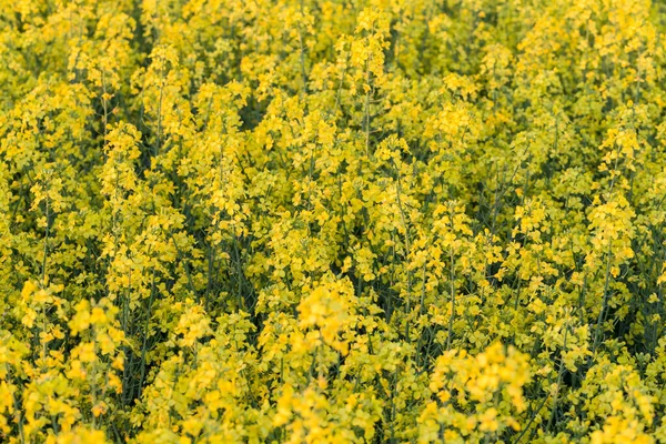 Pole Žlutých Řepkových Květů Při Západu Slunce — Stock fotografie