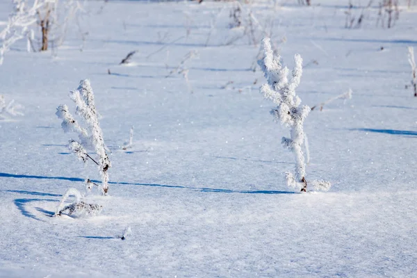 Gräset Täckt Med Rimfrost Fältet Vinter Snö — Stockfoto