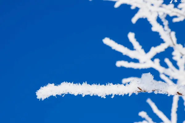 青い空を背景の霜の霜で覆われて 木の枝のクローズ アップ — ストック写真