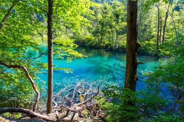 Avrupa'nın ünlü Hırvat Plitvice Gölleri Milli Parkı