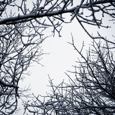 Kış ağaç kavramsal siyah beyaz fotoğraf