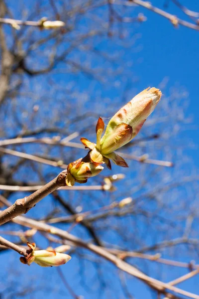 Knospe Der Kastanie Zeitigen Frühjahr Schließen — Stockfoto