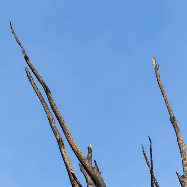 stock image Burnt tree - against the blue sky