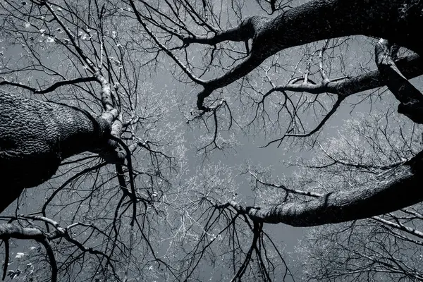 日の出時刻で不気味な抽象的な黒と白の木シルエット — ストック写真