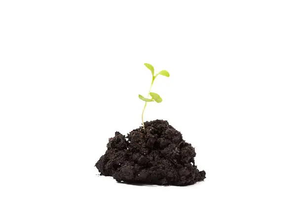 Heap Vuil Met Een Groene Plant Spruit Geïsoleerd Witte Achtergrond — Stockfoto