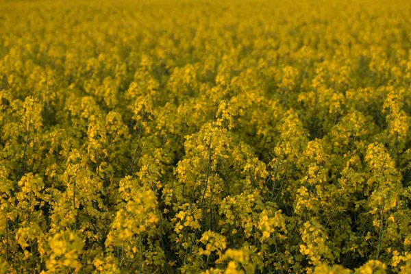Feld Mit Gelben Rapsblüten Bei Sonnenuntergang — Stockfoto