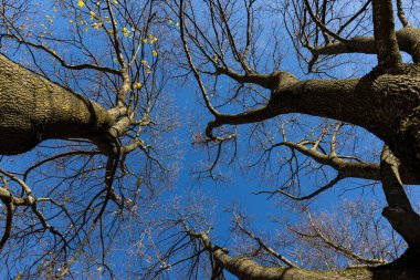 Sonbahar zaman treetop mavi gökyüzü önünde canlı renkli