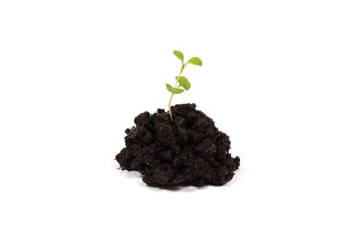 Heap dirt with a green plant sprout isolated on white background clipart
