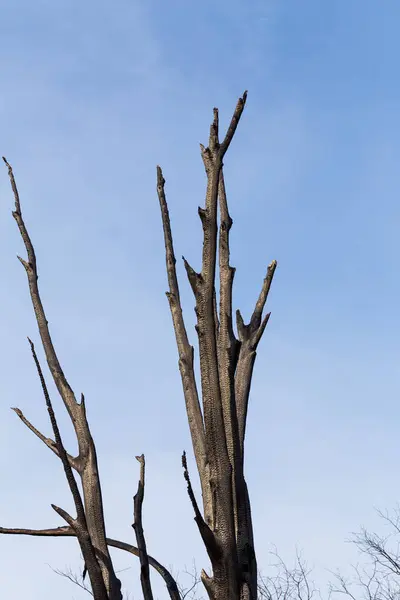 Burnt tree - against the blue sky
