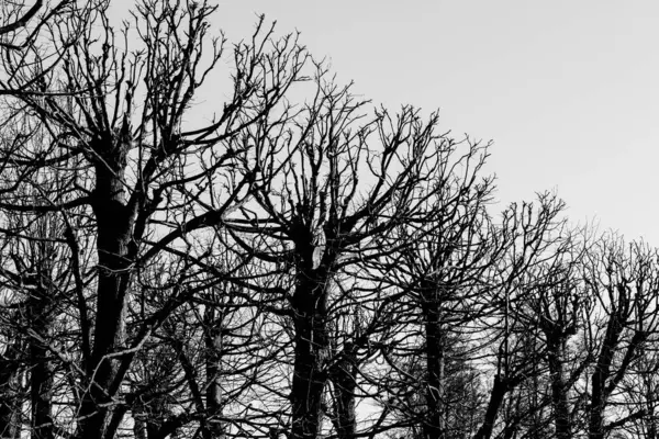 Black White Trees Silhouettes Sky — Stock Photo, Image