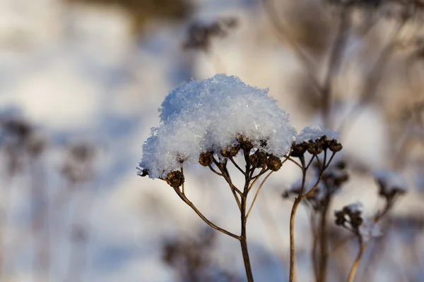Fryst Växt Täckt Snö Med Selektivt Fokus — Stockfoto