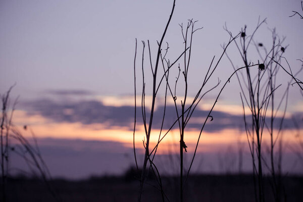 Dry grass sky at sunset and silhouette of plants