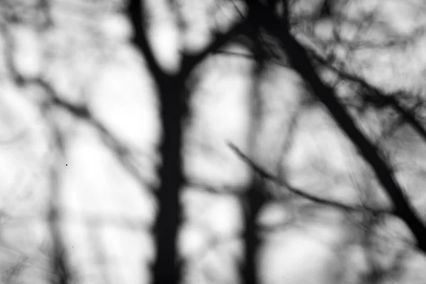 Тінь Дерева Тлі Білої Стіни — стокове фото