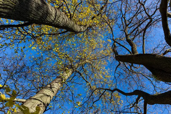 Vibrant Colored Treetop Front Blue Sky Autumn Time — Stock Photo, Image