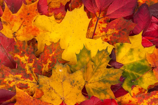 Colorful Bright Background Made Fallen Autumn Leaves Royalty Free Stock Images