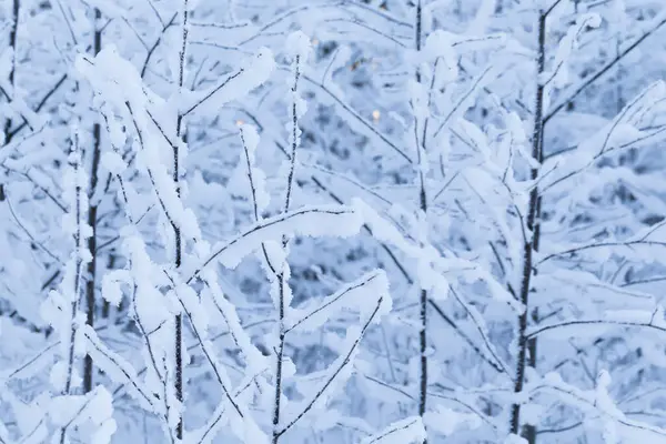 Inverno Árvores Fundo Paisagem Inverno Com Árvores — Fotografia de Stock