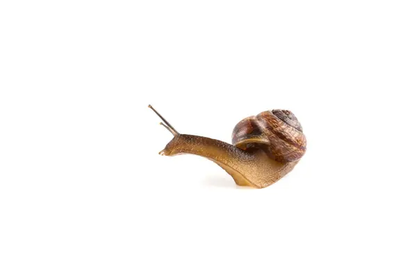 Garden Snail Isolated White Background Closeup — Stock Photo, Image