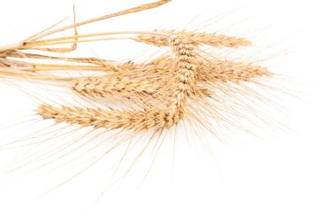Beyaz arkaplanda yalıtılmış buğday kulakları