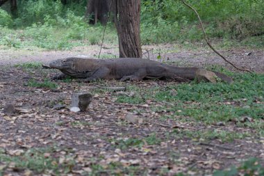 14 dalış SCUBA Trip