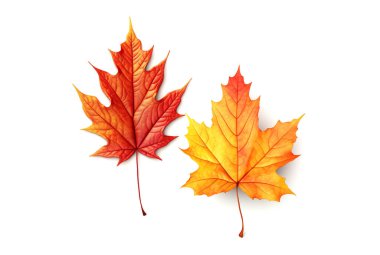 Kırmızı ve turuncu sonbahar yaprakları, beyaz arka planda izole..