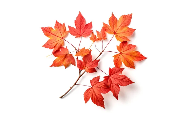 Rote Und Orangefarbene Herbstblätter Isoliert Auf Weißem Hintergrund — Stockfoto
