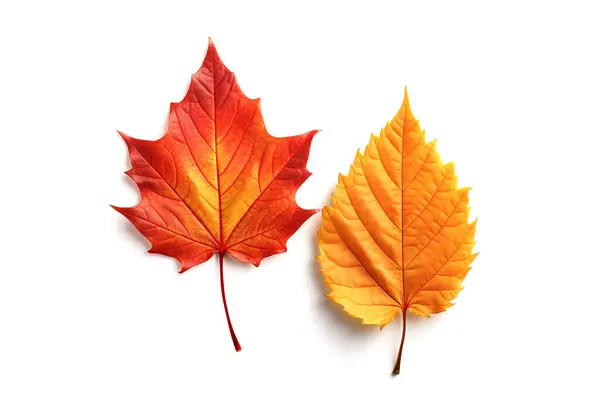 Rote Und Orangefarbene Herbstblätter Isoliert Auf Weißem Hintergrund — Stockfoto