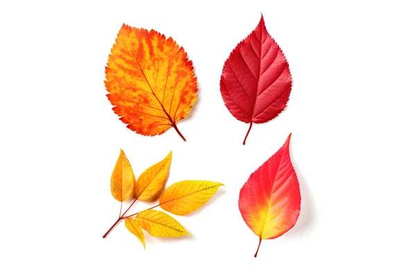Red Orange Colored Autumn Leaves Isolated White Background Royalty Free Stock Images