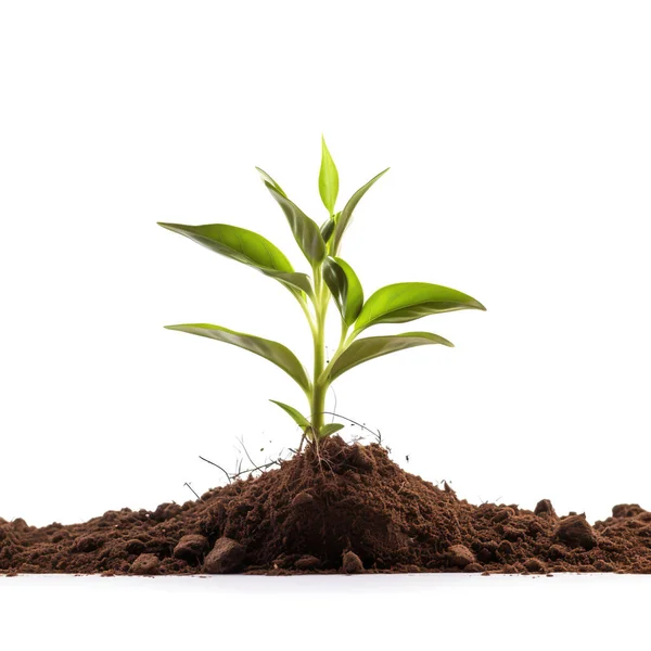 Seedling Growing Rich Soil Isolated White Background — Stock Photo, Image