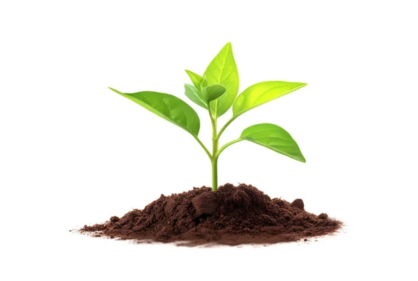 Seedling Growing Rich Soil Isolated White Background Royalty Free Stock Images