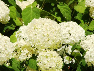 Bahçedeki beyaz çiçekler