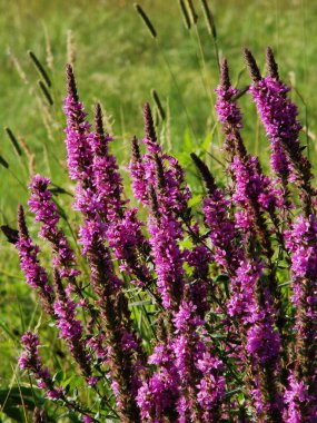 Bahçedeki güzel çiçekler