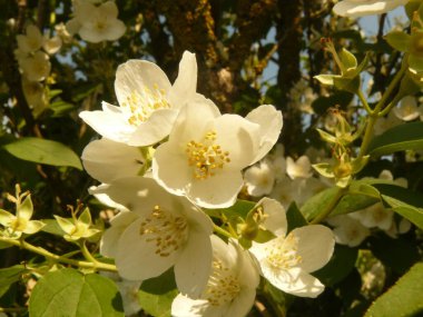 Bahçede beyaz çiçekler