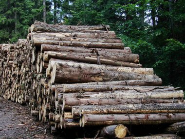 Ormanda odun yığını