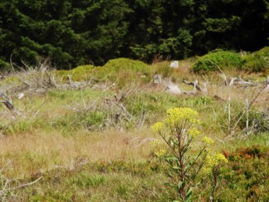 Dağlarda vahşi bir ormanın güzel bir görüntüsü.