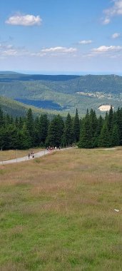 Yeşil yolu olan güzel bir orman görüntüsü.