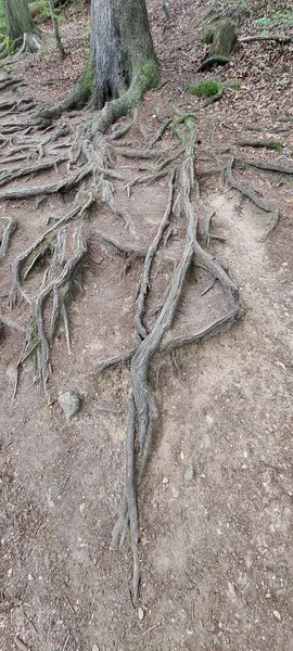 Ormandaki ağaç kökleri