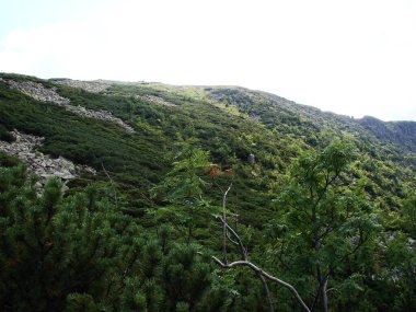dağ ormanı, doğal çevre, doğa