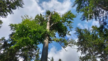 Ormandaki yeşil ağaç