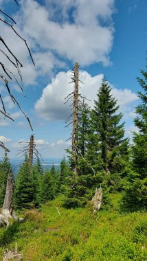 Arka planda yeşil orman olan bir ağacın dikey görüntüsü.