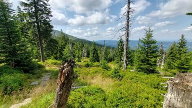 Ormanın güzel manzarası