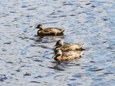 Ördekler suda yüzer.