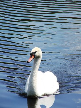 Gölde yüzen beyaz kuğu.